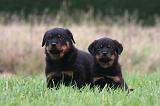 ROTTWEILER 636